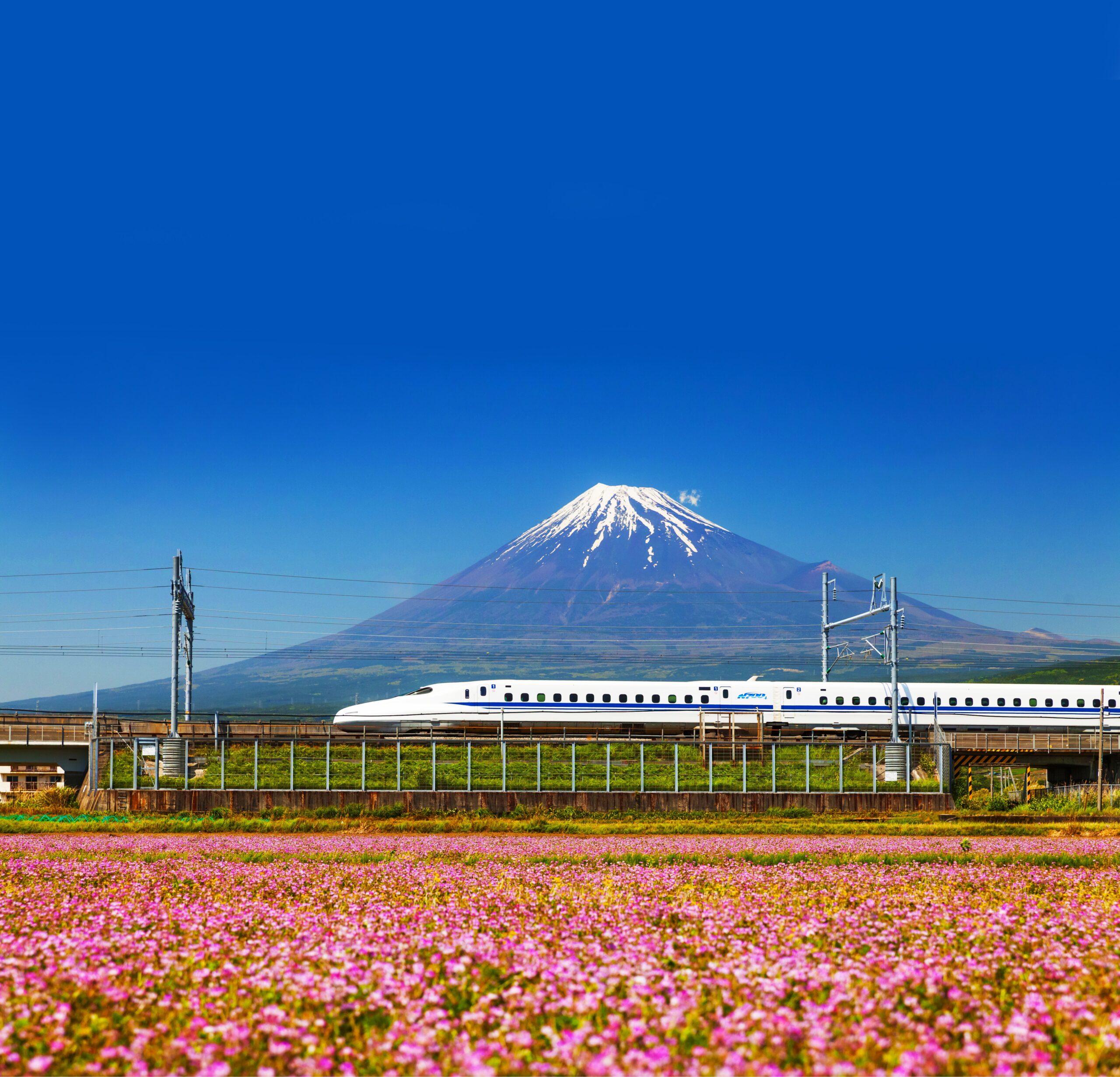 Japan Springtime Spectacular