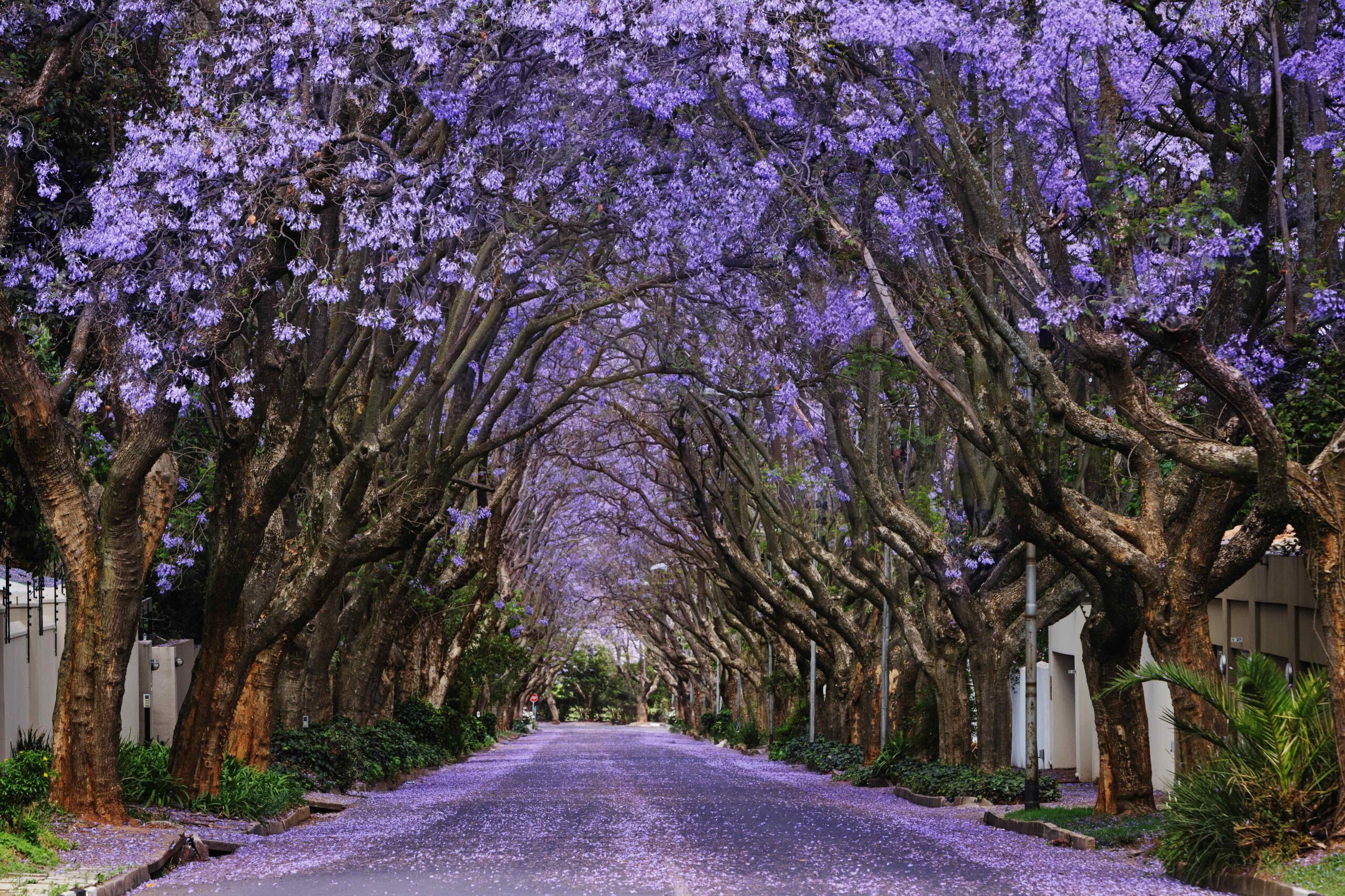 Jacaranda Journey 2026