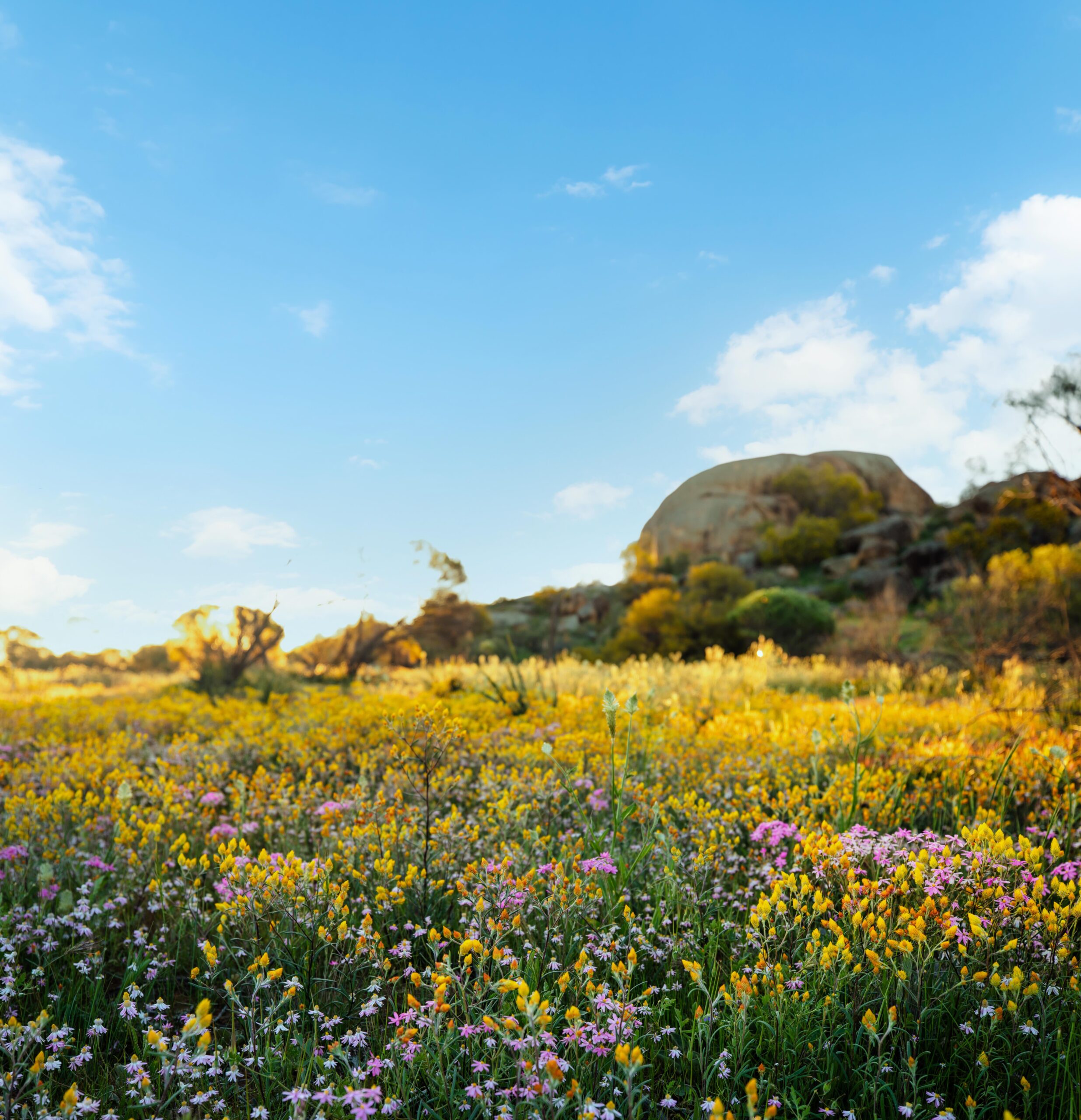 The Wildflowers of Western Australia